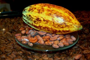 Kakaofrucht_mit_Kakaobohnen